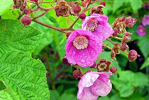 How to plant and grow raspberry fragrant (raspberry)