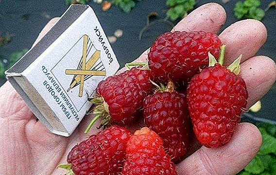 How to plant and grow raspberries varieties "Joan Jay (Ji)"