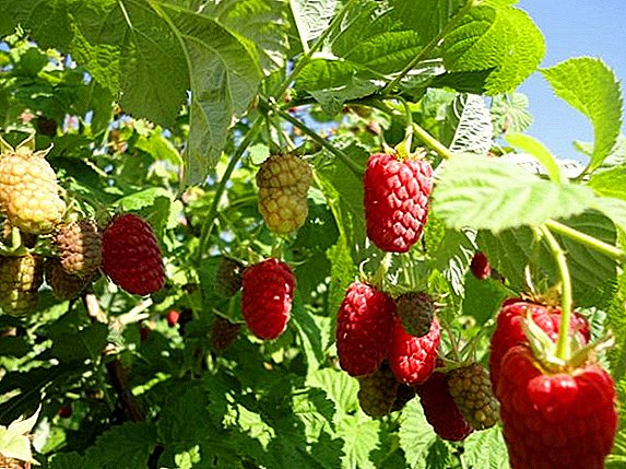 How to plant and grow raspberries varieties "Cascade Delight"