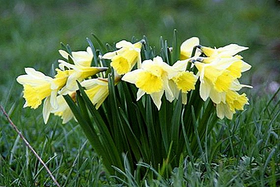 How to plant and grow a daffodil at the dacha