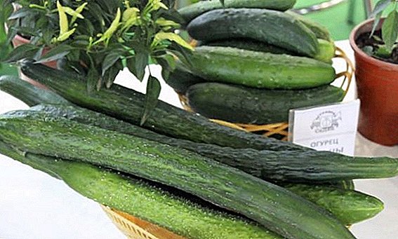 Hogyan lehet az uborkát ültetni és termeszteni "Alligator"