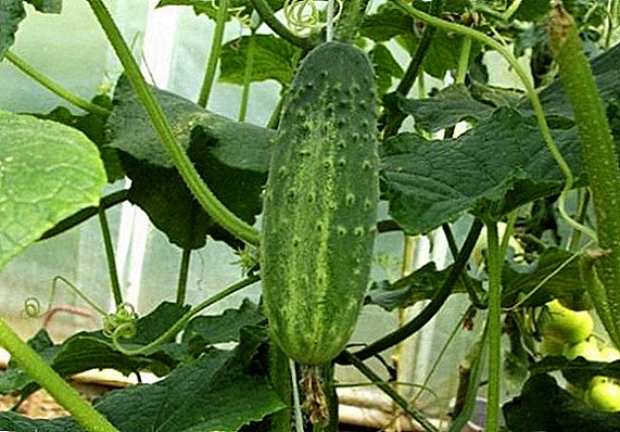 How to plant and grow cucumbers "Altai"