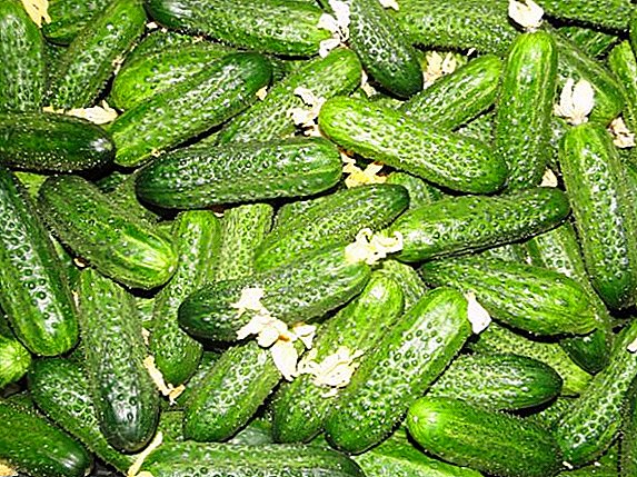 How to plant and grow cucumbers "Berendey"
