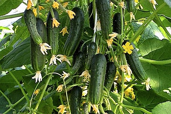 Ako pestovať a pestovať uhorky "Kytica"
