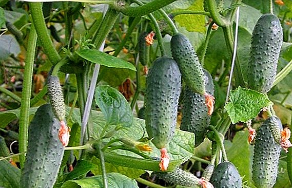 How to plant and grow cucumbers "Buyan"