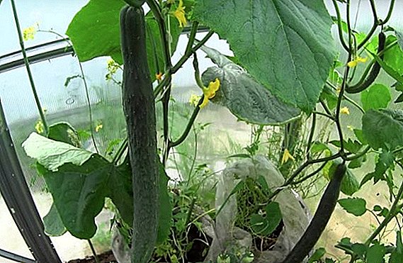 How to plant and grow cucumbers "Emerald Flow"