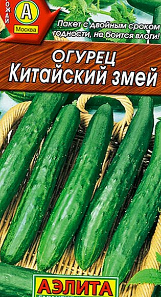How to plant and grow cucumbers "Chinese snakes"