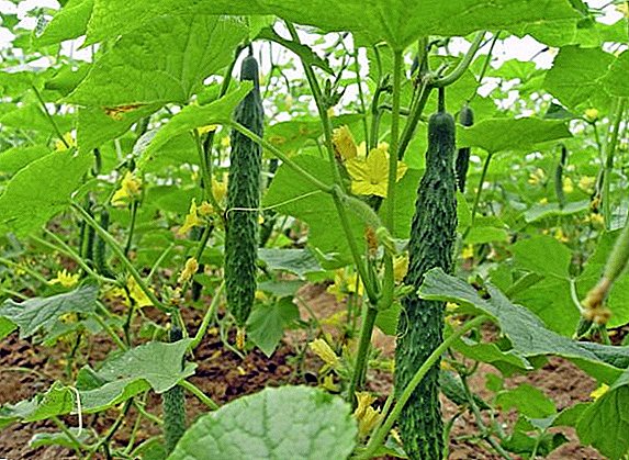 How to plant and grow cucumbers "Chinese miracle"