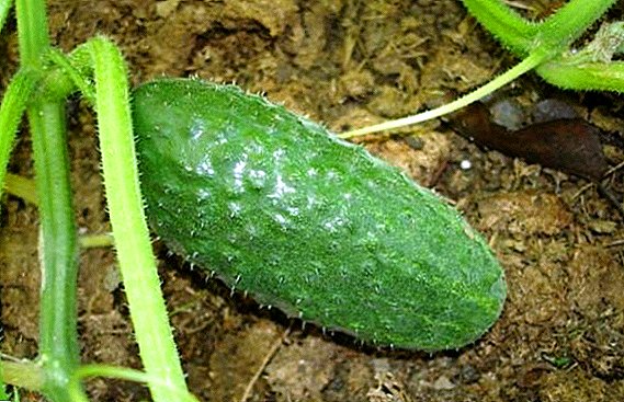 How to plant and grow cucumbers "Liliput"