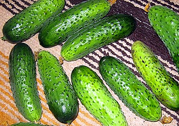 How to plant and grow cucumbers