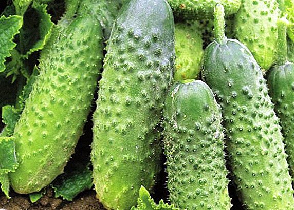 How to plant and grow cucumbers "Murashka"