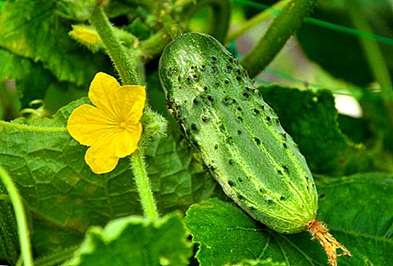 Hvordan plante og dyrke agurker "Murom"