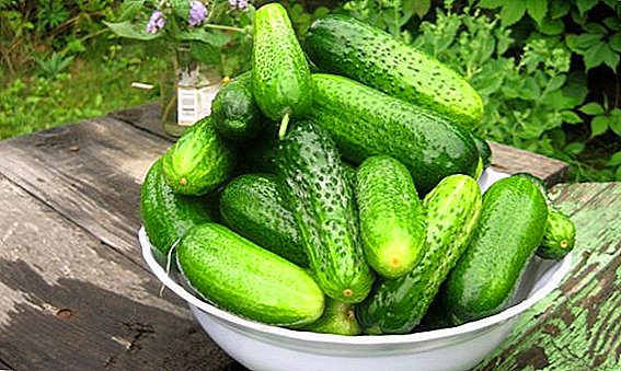 How to plant and grow cucumbers "Moscow Nights"