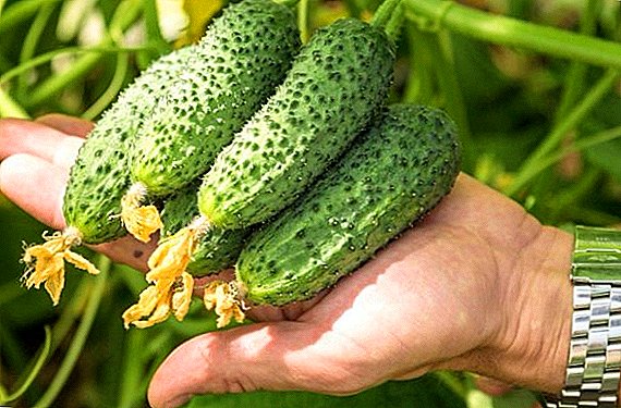 Hoe komkommers te planten en te kweken "Shosh"