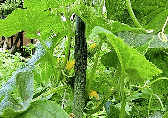 Hoe komkommersoorten te planten en te kweken "Chinese ziekteresistent"
