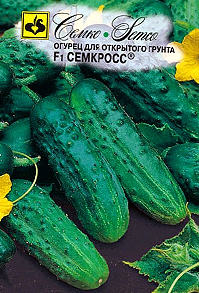 Cómo plantar y cultivar pepinos de la variedad "Semcross".