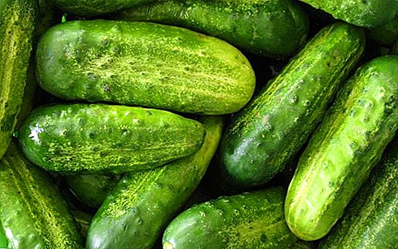How to plant and grow cucumbers "Aquarius"