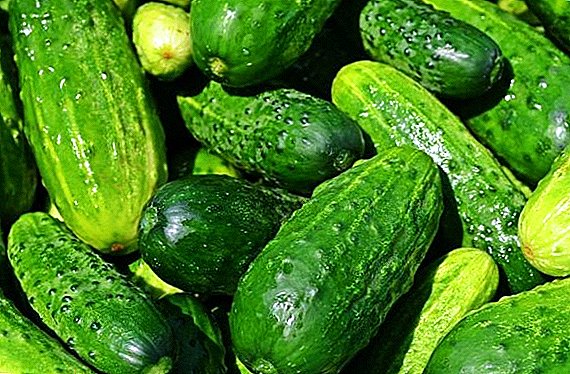 How to plant and grow cucumbers "pickled"