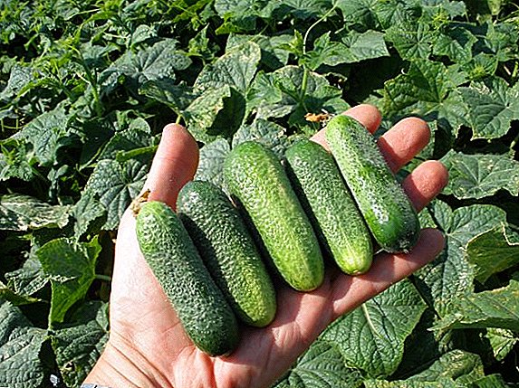 How to plant and grow cucumbers "Green Stream"