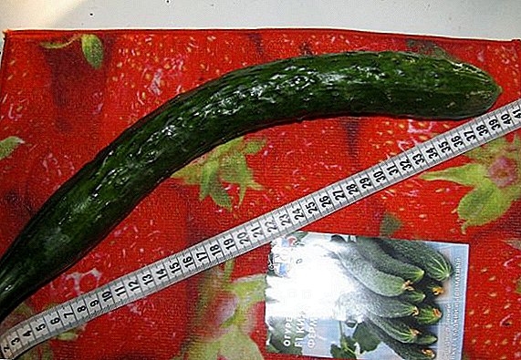How to plant and grow cucumber "Chinese farmer"