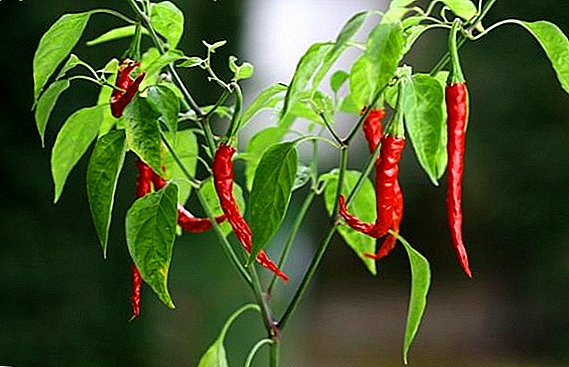 Cách trồng và trồng ớt