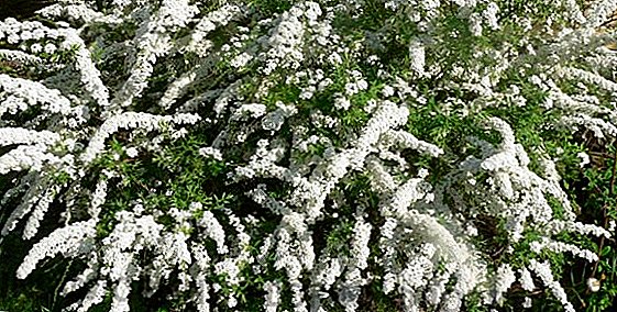 How to plant and grow a plant Spirea gray Grefshaym