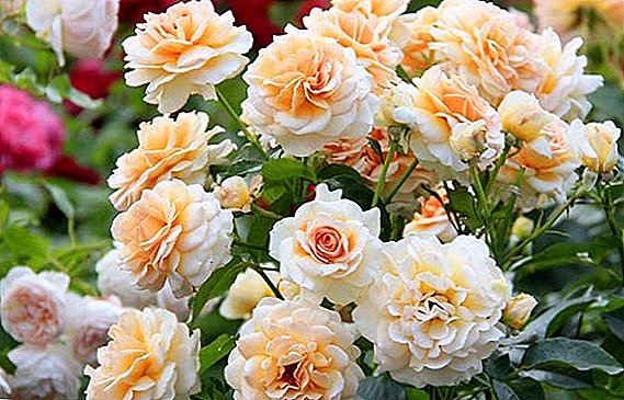 How to plant and grow Floribunda roses