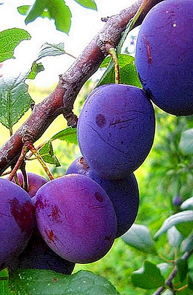 How to plant and grow plum varieties "Eurasia" in his garden