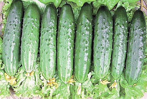 Hoe een verscheidenheid aan komkommer te planten en te kweken "April"