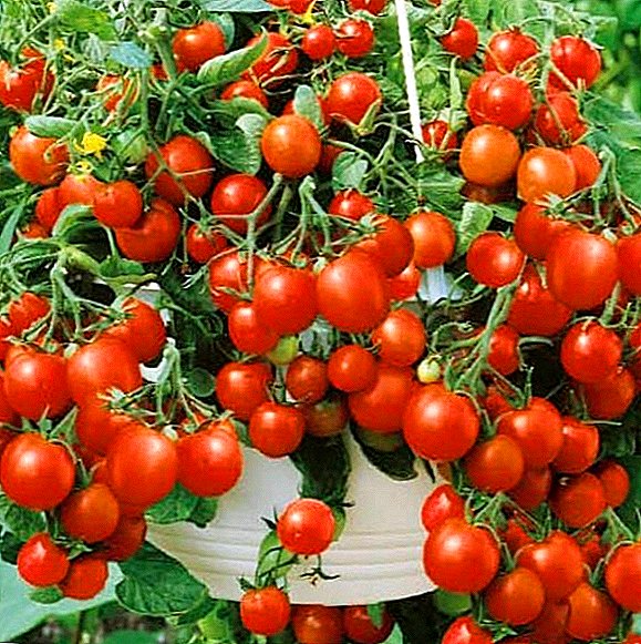 Hvordan plante og vokse en tomat "Balkong mirakel"