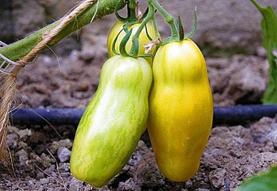 Как да засадят и растат домати Бананови крака