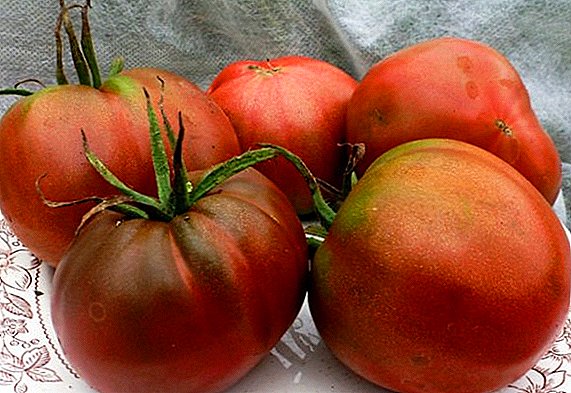 Cara menanam dan menanam tomat "Chernomor"