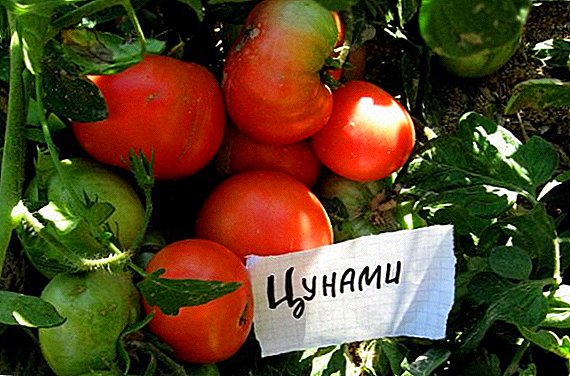 How to plant and grow tomato "Tsunami"