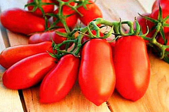Cómo plantar y cultivar tomate "Lady dedos".