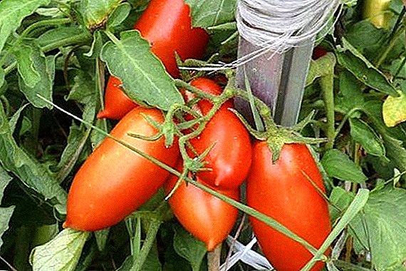 Cara menanam dan menanam tomat "Ladies Man"