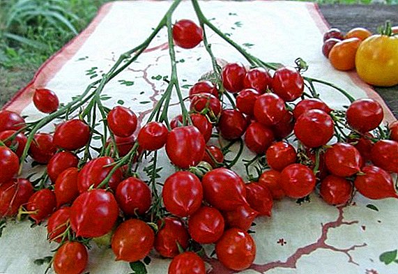 Cara menanam dan menanam tomat "Geranium Kiss"