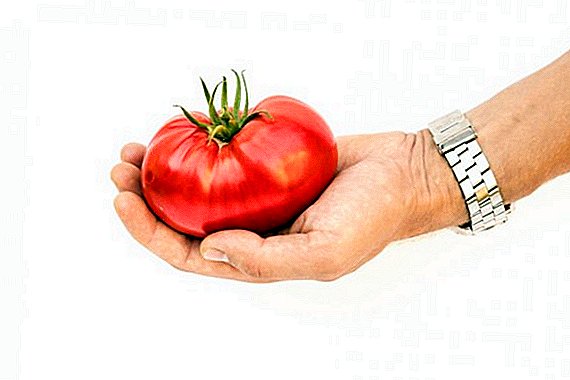 How to plant and grow a tomato Pride feast