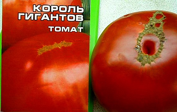 How to plant and grow tomato "King of Giants"