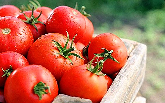 Sådan plantes og dyrkes tomat "King of Kings"