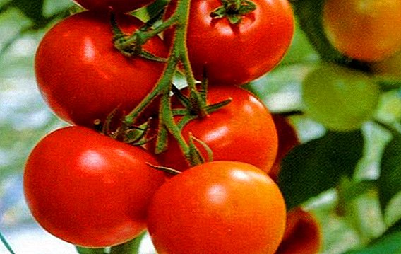 How to plant and grow tomato "Kostroma"