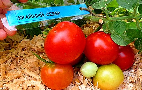 How to plant and grow tomato "Far North"