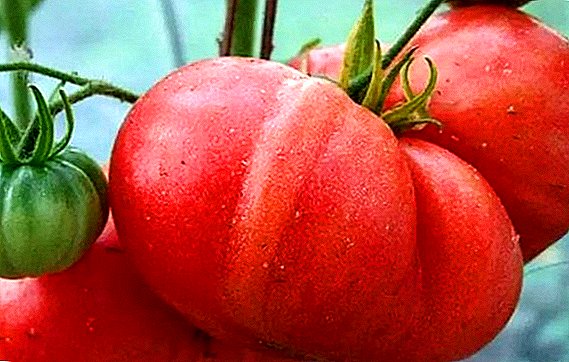 Tomaten pflanzen und züchten "Leningrader Riese"