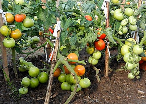 Sådan plantes og dyrkes tomat "Summer Garden"