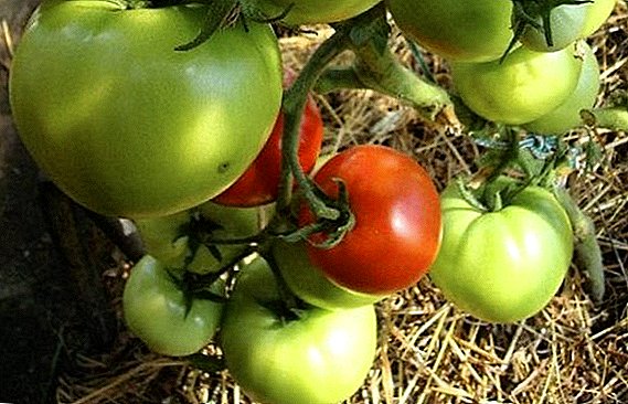 كيفية زراعة ونمو الطماطم الحب