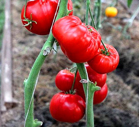 How to plant and grow tomato "Mother's love"