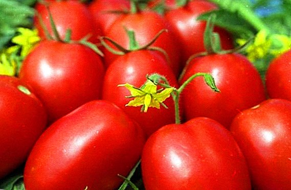 Cum să planteze și să crească roșii "Marusya"