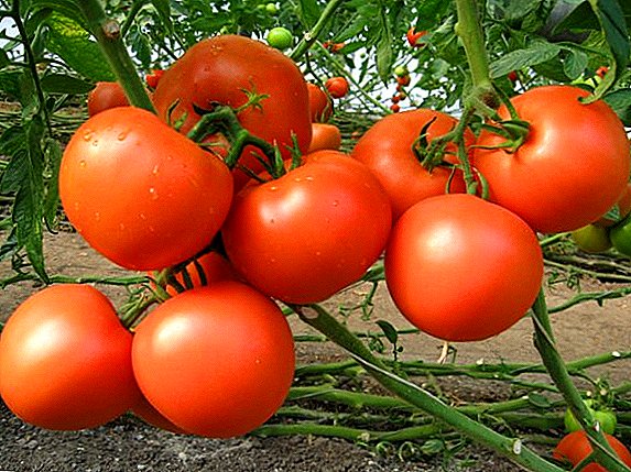 كيفية زراعة وتنمية الطماطم "Snowdrop"