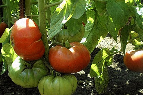 Cara menanam dan menanam tomat "Cinta Dini"
