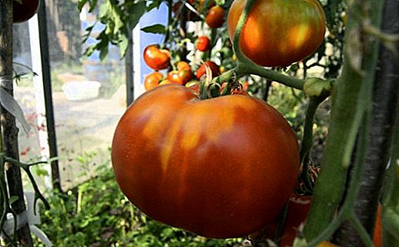 Hoe tomaten te planten en te groeien "Shuntuk gigant"
