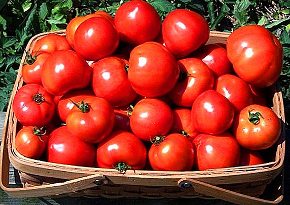 Cara menanam dan menanam tomat "Bullfinch"